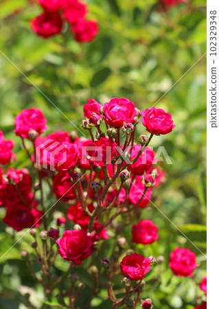 Fiery crimson rose "Polyantha Gloria Mundi" flowers (outdoor photo with macro lens) Fiery crimson rose "Polyantha Gloria Mundi" flowers (outdoor photo with macro lens) 102329348