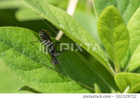 Striped tortoise larva preying on horseflies 102329722