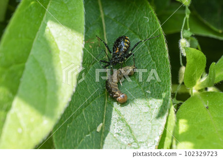 Striped turtle larva preying on caterpillars 102329723