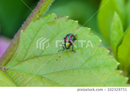 Red leaf beetle 102329731