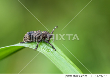 Atmonsabi Kamikiri Atmonsabi Kamikiri 102329736