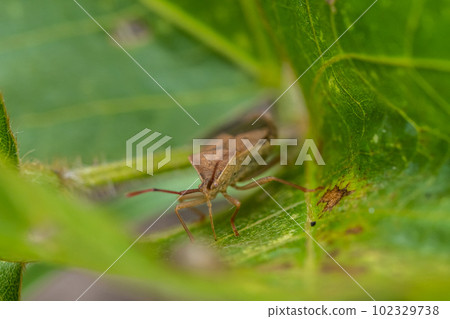 Star-bellied bug stink bug sucking grass sap Star-bellied bug stink bug sucking grass sap 102329738