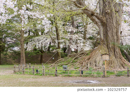 Hirosaki Castle Spring: Cherry blossoms in full bloom and Neagari ginkgo buds beginning to sprout, Aomori Prefecture Hirosaki Castle Spring: Cherry blossoms in full bloom and Neagari ginkgo buds beginning to sprout, Aomori Prefecture 102329757