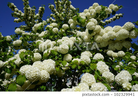 Odemari in full bloom Odemari in full bloom 102329941