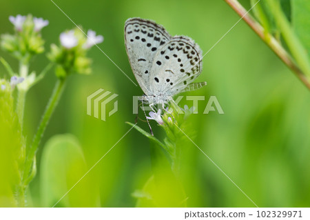 Salt-and-sesame-patterned corbicula resting on grass and leaves in the sun (using a macro lens, outdoor close-up photography) 102329971