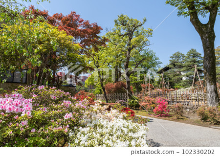 彥山綠地杜鵑金澤 彥山綠地杜鵑金澤 102330202