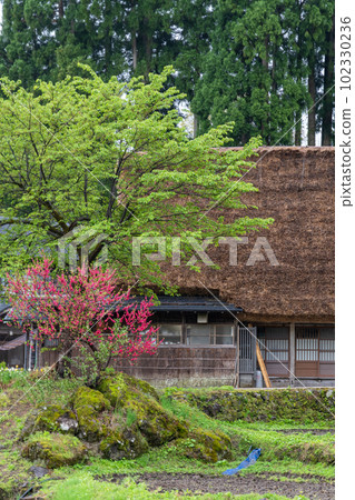 Gokayama in the fresh greenery of Ainokura Gassho-zukuri Village 102330236