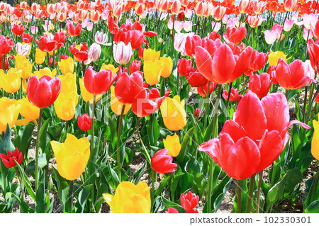 [Kagawa Prefecture] Spring National Sanuki Manno Park (tulip field) 102330301