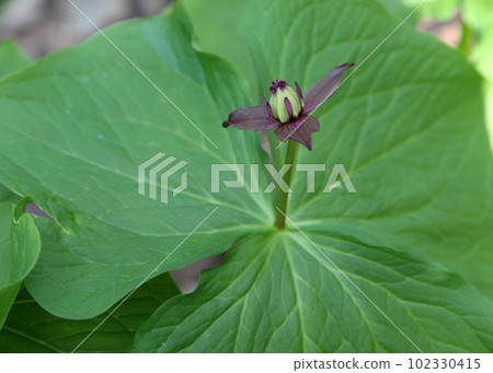 trillium flower (sepal) trillium flower (sepal) 102330415
