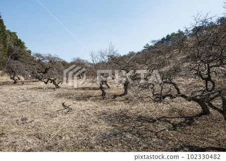 小野垂枝栗自然保護區【垂枝栗林公園】 小野垂枝栗自然保護區【垂枝栗林公園】 102330482