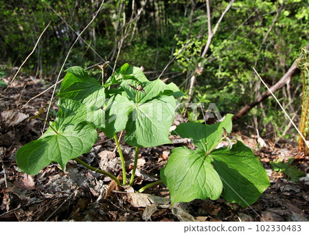 Trillium stumps and flowers (sepals) blooming on the forest floor Trillium stumps and flowers (sepals) blooming on the forest floor 102330483