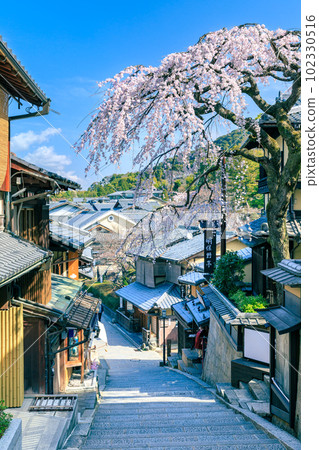 Weeping cherry blossoms in full bloom in Kyoto_Sanneizaka (Sannen-zaka) 102330516