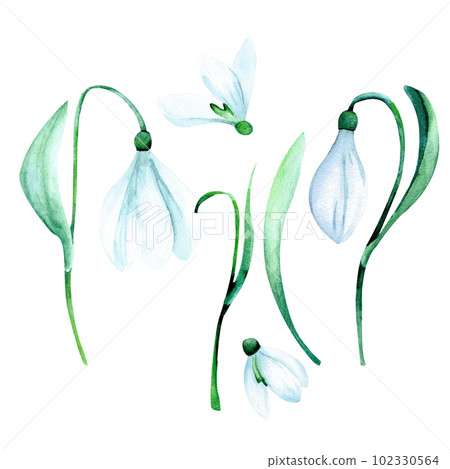 Watercolor snowdrop set : snowdrop flower, snowdrop bud, green leaves, white blossom 102330564