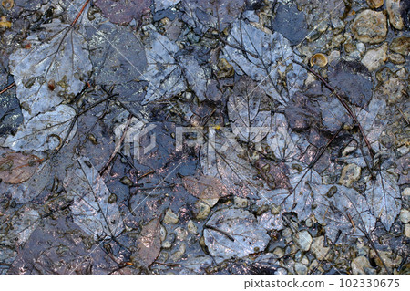 A damp leaf image is retouched with a bluish-black texture that resembles the cracks of cold marble. A damp leaf image is retouched with a bluish-black texture that resembles the cracks of cold marble. 102330675