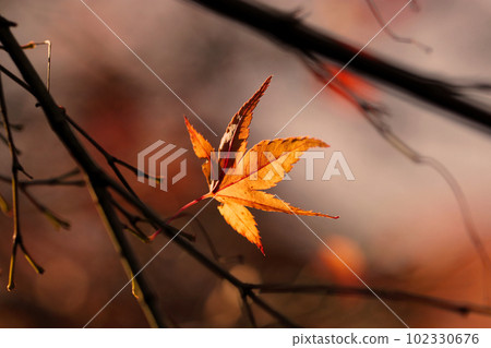 Autumn evening, a maple leaf remaining on a branch in the afternoon sun, amber-colored natural scenery (using a macro lens) Autumn evening, a maple leaf remaining on a branch in the afternoon sun, amber-colored natural scenery (using a macro lens) 102330676