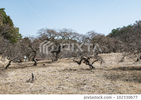 Ono's Weeping Chestnut Natural Area [Weeping Chestnut Forest Park] 102330677