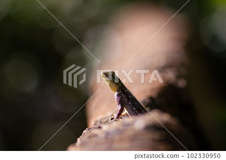 Lizard 102330950
