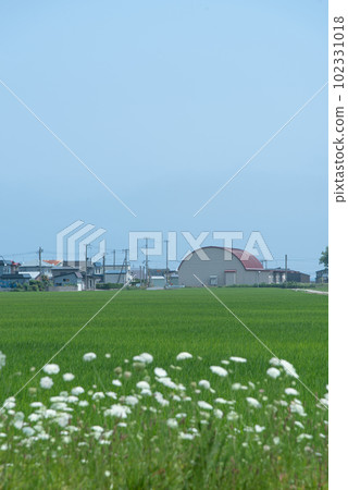 青森縣夏季鄉村小鎮 102331018