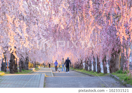 福島_日津線 垂枝櫻花盛開 102331521