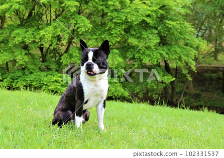 Mighty, a Boston Terrier sitting on the lawn in front of the beautiful fresh greenery and staring at him cutely♡ Mighty, a Boston Terrier sitting on the lawn in front of the beautiful fresh greenery and staring at him cutely♡ 102331537