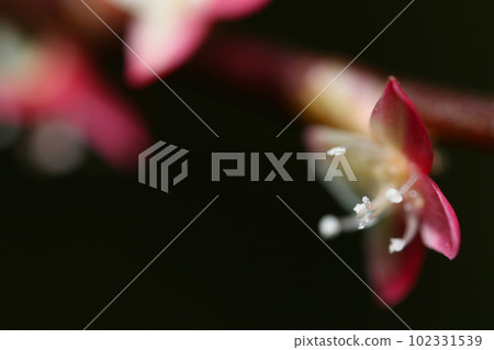 Minimal white and red wild grass "Mizuhiki" (macro lens used, black background, high magnification close-up photograph) 102331539
