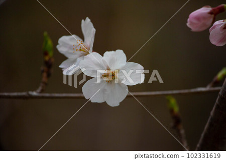 EOS5D. Somei Yoshino cherry trees in the dark and transparent in Hiroshima city. 102331619