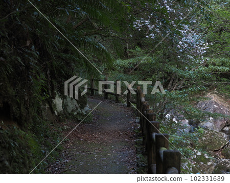 從馬提亞盆地回來的路上(鹿兒島縣奄美市) 從馬提亞盆地回來的路上(鹿兒島縣奄美市) 102331689