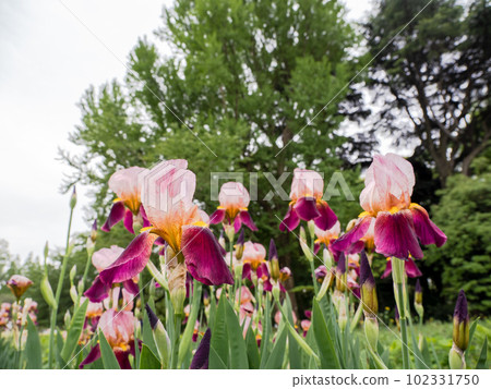 在初夏多雲的日子裡綻放的紫色花朵【德國鳶尾】 在初夏多雲的日子裡綻放的紫色花朵【德國鳶尾】 102331750