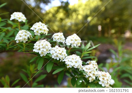 Kodemari Flower Kodemari Flower 102331791