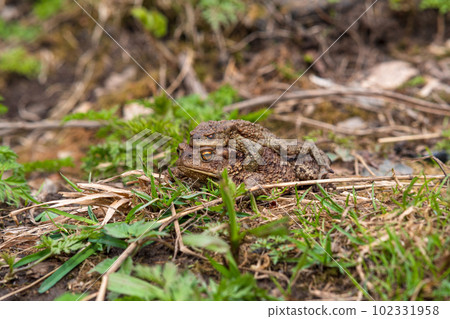pair of common toads in amplexus among the grass 102331958