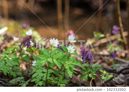 first spring flowers wood anemones in the forest close-up 102332002