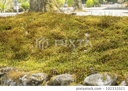 以發光苔蘚而聞名的 Kozenji 寺 102332021