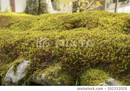 Kozenji Temple, famous for luminous moss Kozenji Temple, famous for luminous moss 102332028