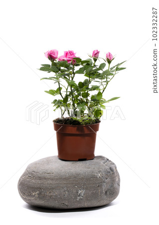 Indoor rose bush in a pot on a stone on a white background 102332287