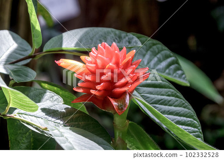 Costus barbatus [Costus 屬] 102332528