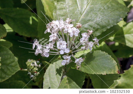 Lamiaceae Clerodendrum bucketri flower 102332530