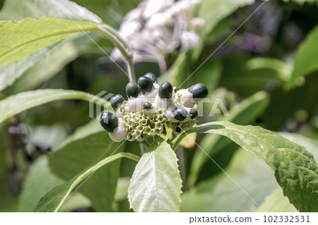 Lamiaceae Clerodendrum Bacheri flowers are about to bloom Lamiaceae Clerodendrum Bacheri flowers are about to bloom 102332531