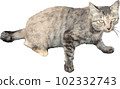 Illustration of a cat on a white background 102332743
