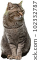 Illustration of a cat on a white background 102332787
