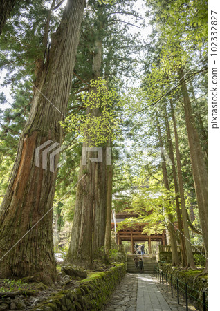 Kozenji Cedar Avenue 102332827
