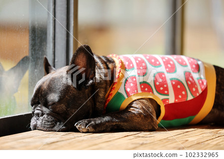 A friendly French bulldog that basks in the sun on the porch in early summer when the weather is fine A friendly French bulldog that basks in the sun on the porch in early summer when the weather is fine 102332965