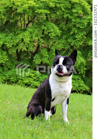Mighty, a Boston Terrier sitting on the lawn in front of the beautiful fresh greenery and staring at him cutely♡ 102332971