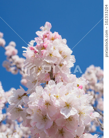 春天櫻花圖像 春天櫻花圖像 102333204