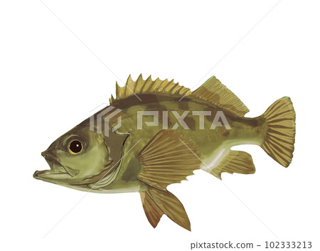 不同保護色的石斑魚 不同保護色的石斑魚 102333213