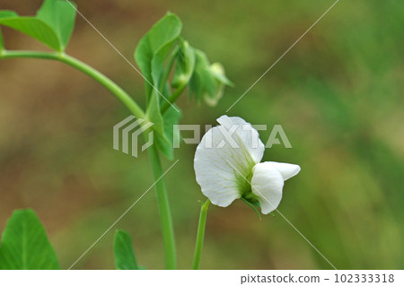 White pea flowers (spring, April) White pea flowers (spring, April) 102333318