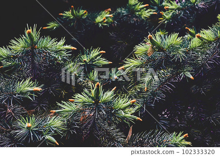 Green saturated spruce branches with blooming cones and needles, shadows Green saturated spruce branches with blooming cones and needles, shadows 102333320