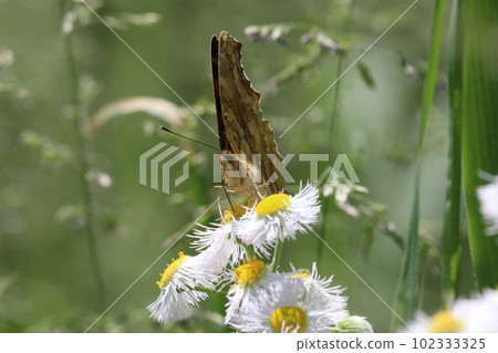 Kitateha 蝴蝶直立的翅膀從 Halcyon 的白色花朵中吸取花蜜(使用微距鏡頭,室外特寫圖像) Kitateha 蝴蝶直立的翅膀從 Halcyon 的白色花朵中吸取花蜜(使用微距鏡頭,室外特寫圖像) 102333325