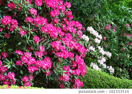 盛開著紅色杜鵑花的大樹(春季、4 月) 盛開著紅色杜鵑花的大樹(春季、4 月) 102333514