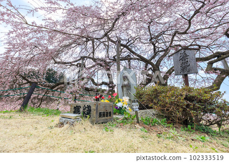 Fukushima Nihonmatsu_Nakajima Jizo cherry tree scenery 102333519