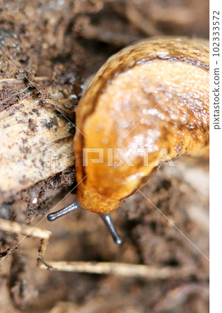 A slug with large antennae and black eyes moving through a decaying fallen tree (using a macro lens, outdoor close-up photography) A slug with large antennae and black eyes moving through a decaying fallen tree (using a macro lens, outdoor close-up photography) 102333572